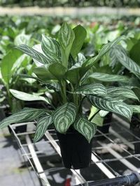 6" Aglaonema Stripes